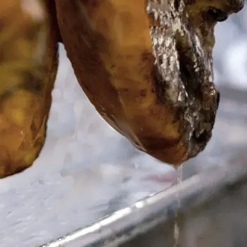 Iberian ham drying