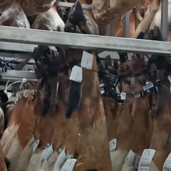 Iberian ham settling